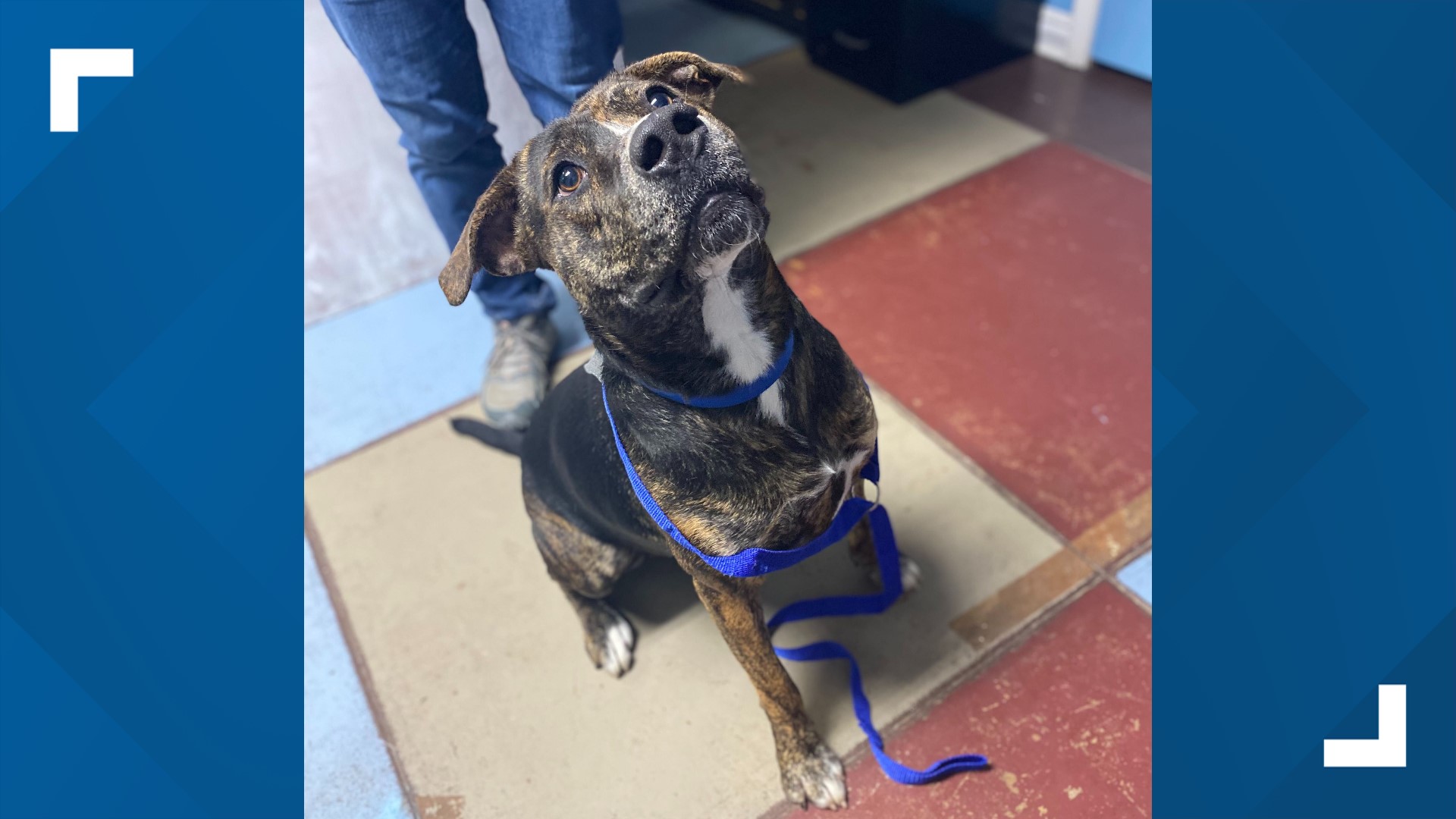 Adopt-A-Pet: Paws and Claws Pet Shelter in Huntsville. | 5newsonline.com