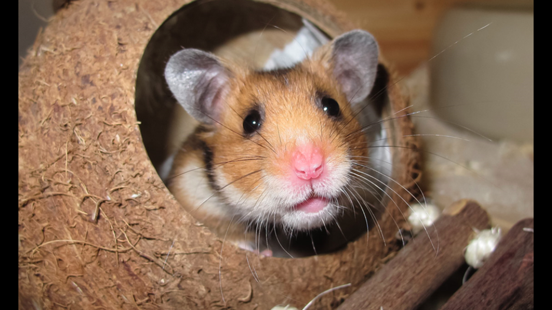 Woman Who Flushed 'Emotional Support Hamster' Down Toilet May Sue Airline