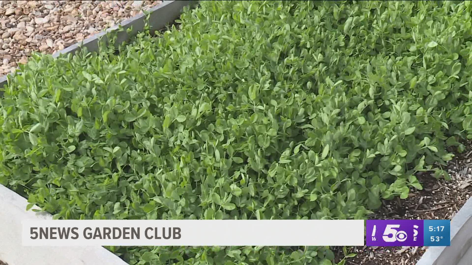 Join 5NEWS Anchor Daren Bobb and Garden IQ to learn about cover crops and how they protect your garden beds.