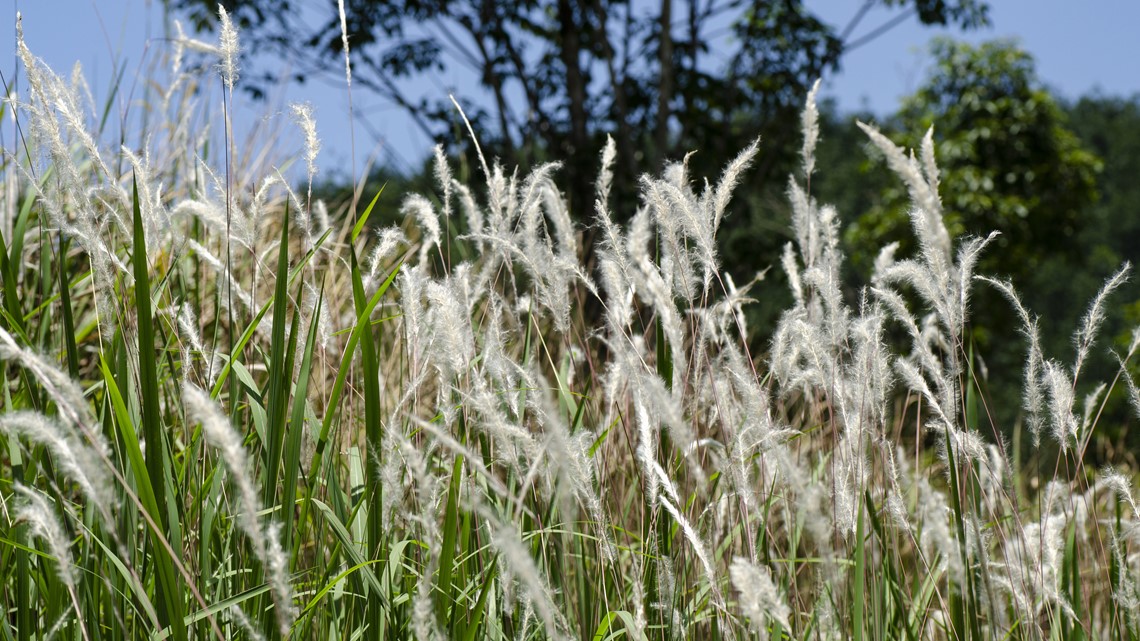 Dangerous grass species discovered in Arkansas