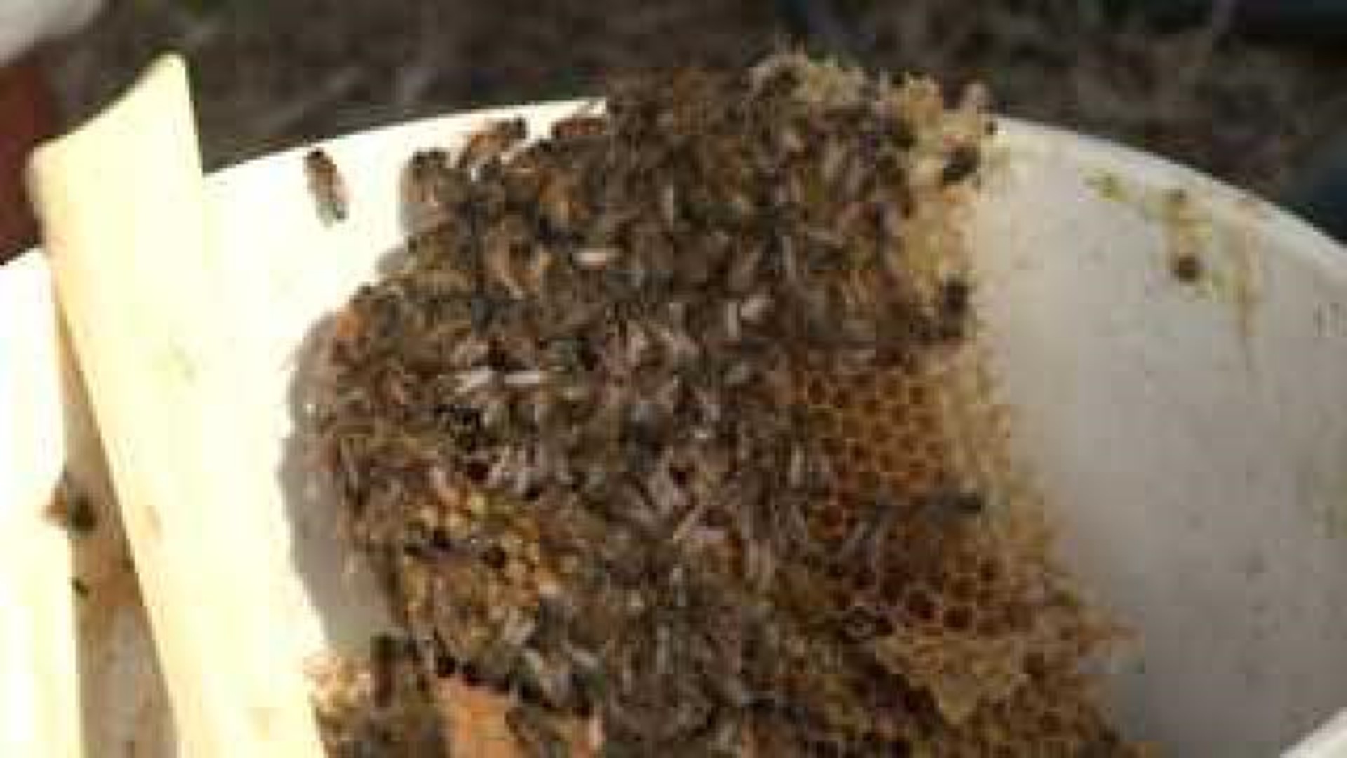 Bees Given New Home