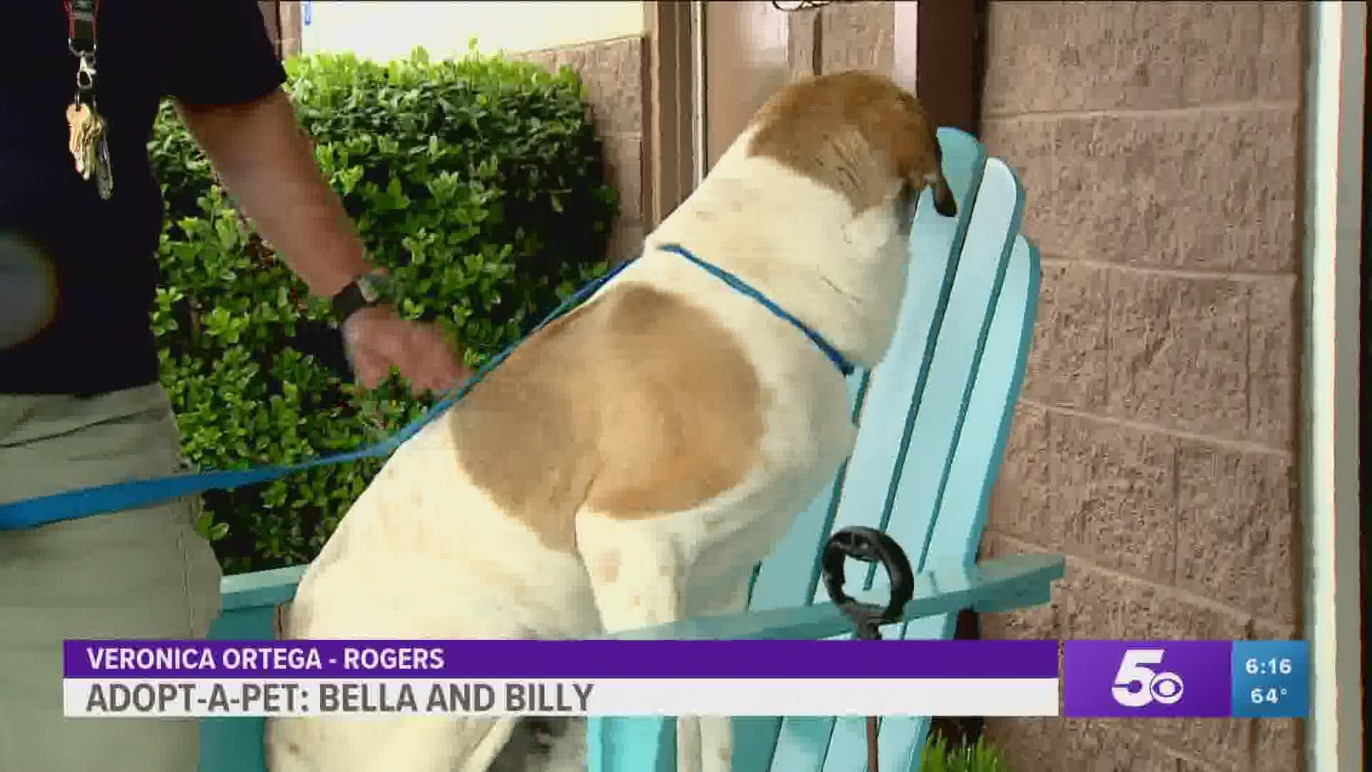 Adopt a pet: Bella and Billy