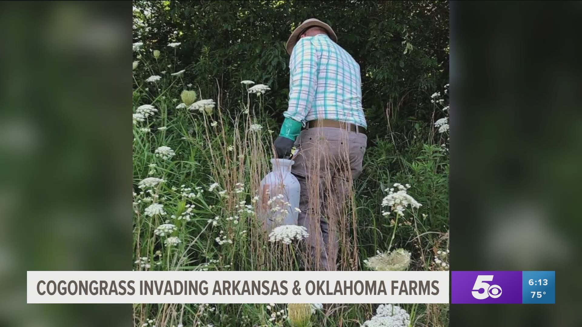 The Arkansas Department of Agriculture is warning about a new invasive plant species showing up on farms.