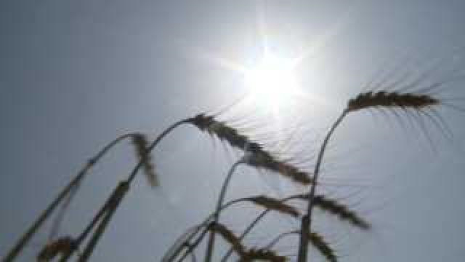 Farmers Harvest \'Best Wheat Crop\'
