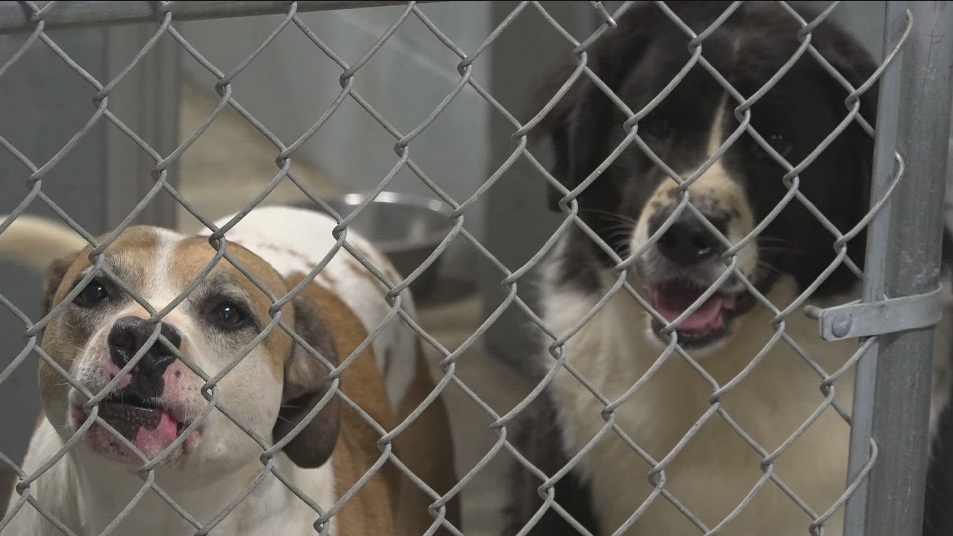 Visitors were able to meet some of the dogs ready to find their forever homes and tour the newly renovated facility.
