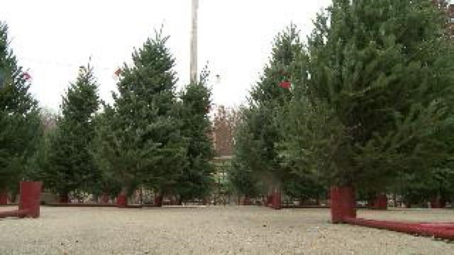 Keep It Local: Wisconsin Christmas Trees