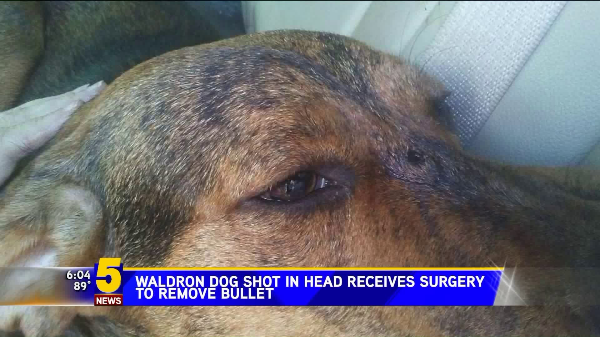 Dog In Waldron Has Surgery To Remove Bullet From Head