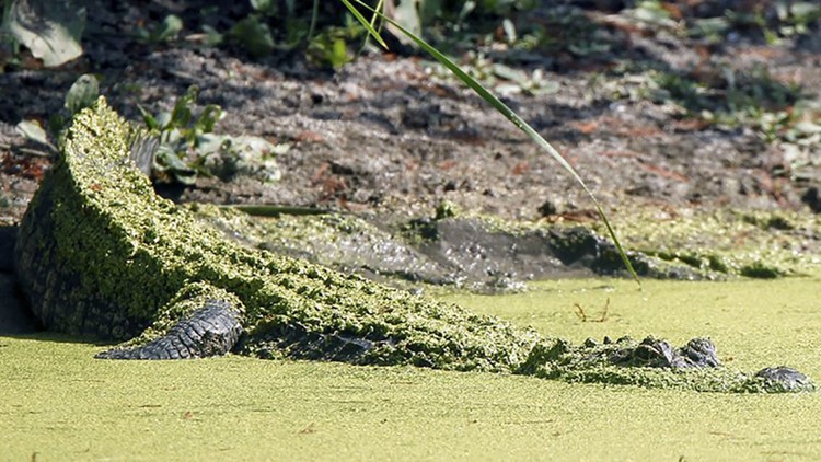 Applications to hunt alligators in Arkansas now open