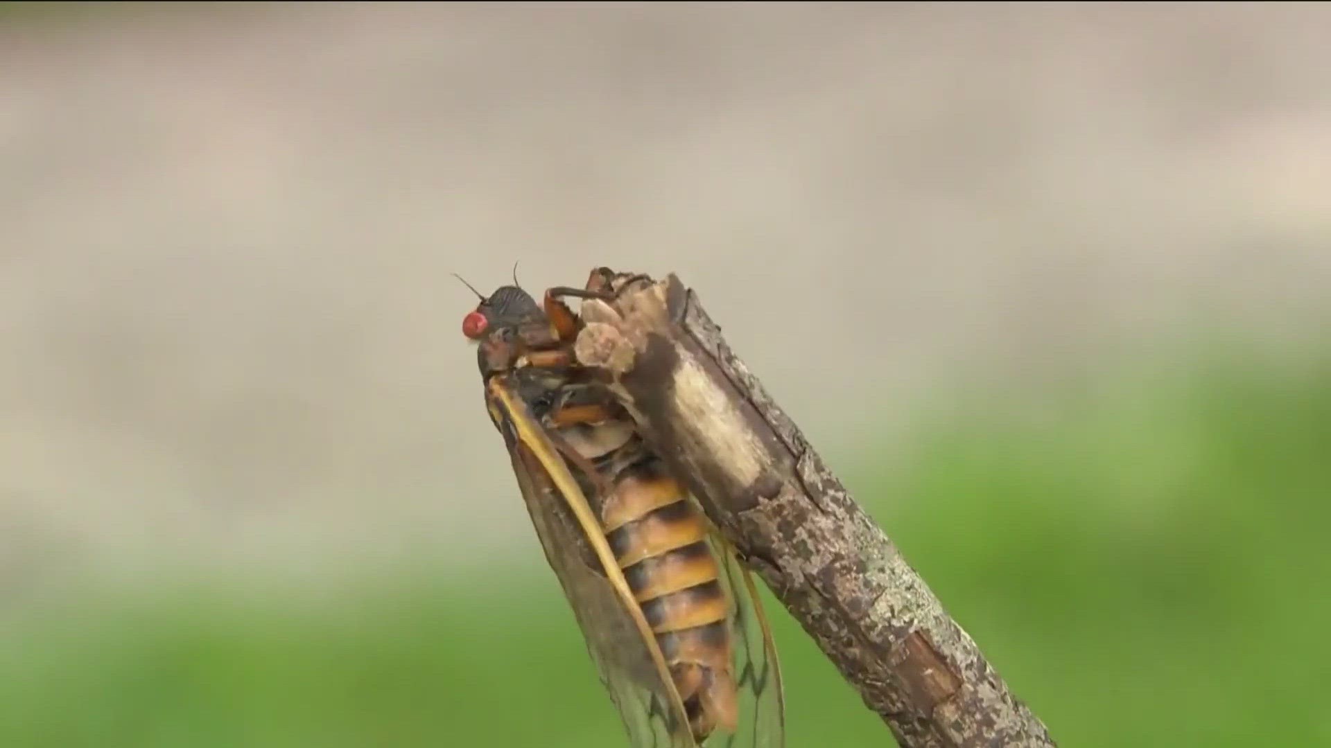 FOR THE FIRST TIME SINCE THE LOUISIANA PURCHASE IN 1803 THERE WILL BE TWO BROODS OF CICADAS COMING OUT OF THE GROUND AT THE SAME TIME.