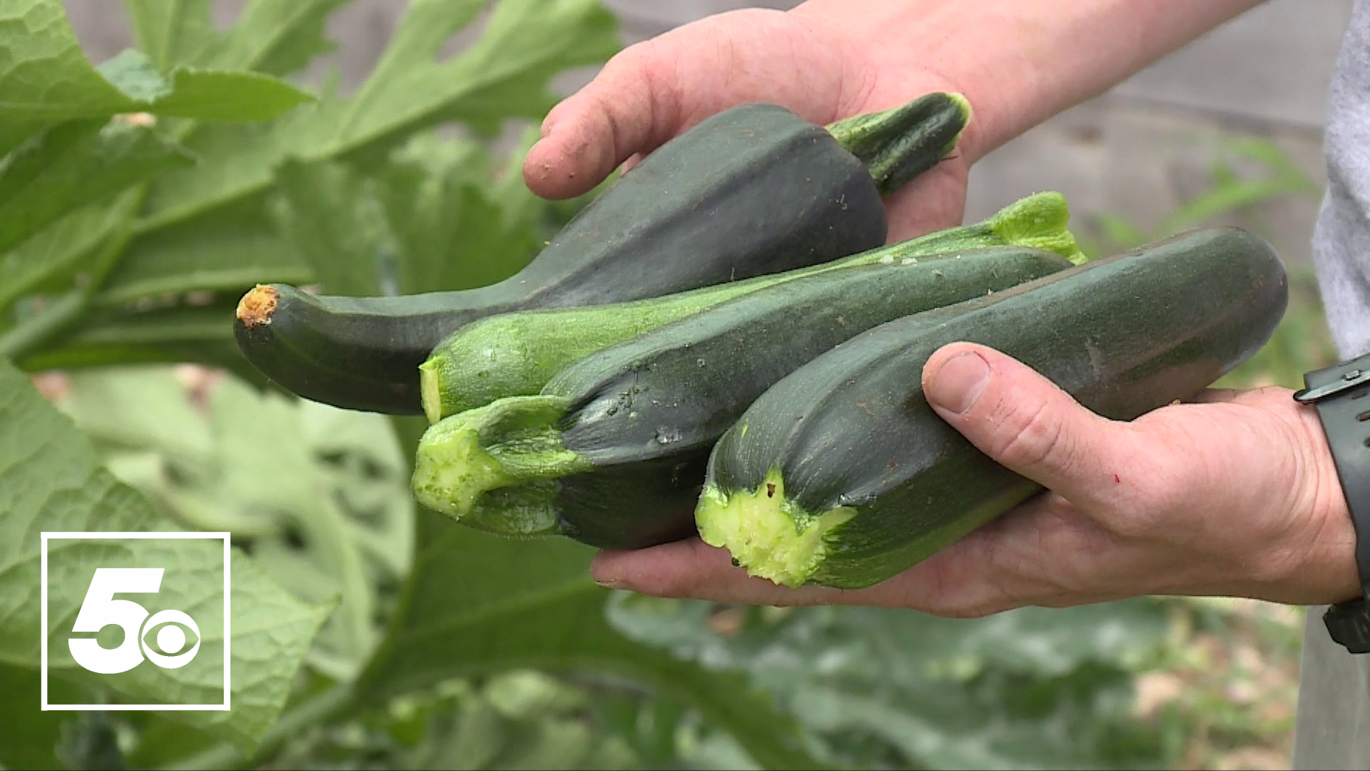 This week's 5NEWS Garden Club segment is all about harvesting your summer vegetables from your garden.