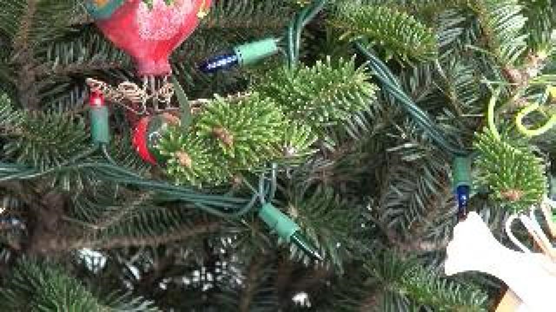 Christmas Tree Preservation Myths Debunked
