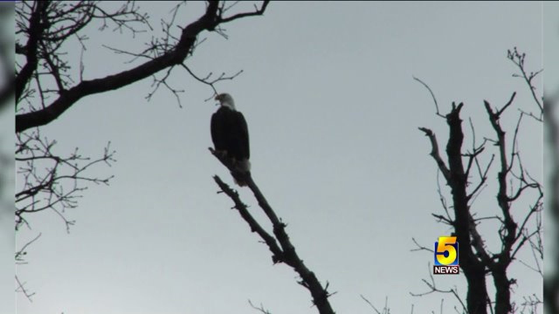 Bald Eagles Flock To Northwest Arkansas