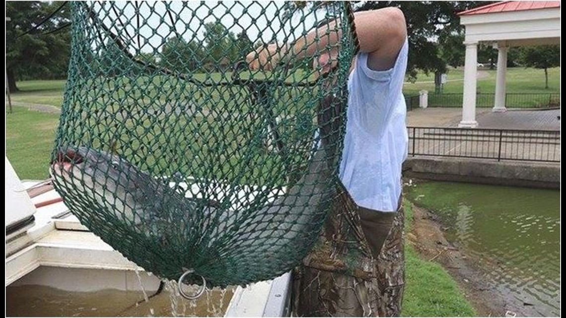 Giant Blue Catfish Stocked In Park Ponds Throughout Arkansas