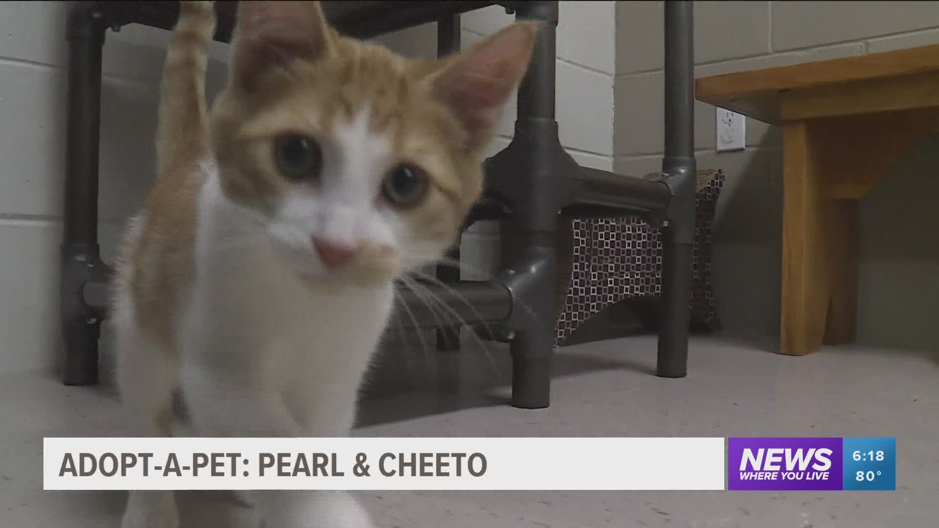 Pearl and Cheeto are available for adoption at the Washington County Animal Shelter. https://bit.ly/3ngklB8