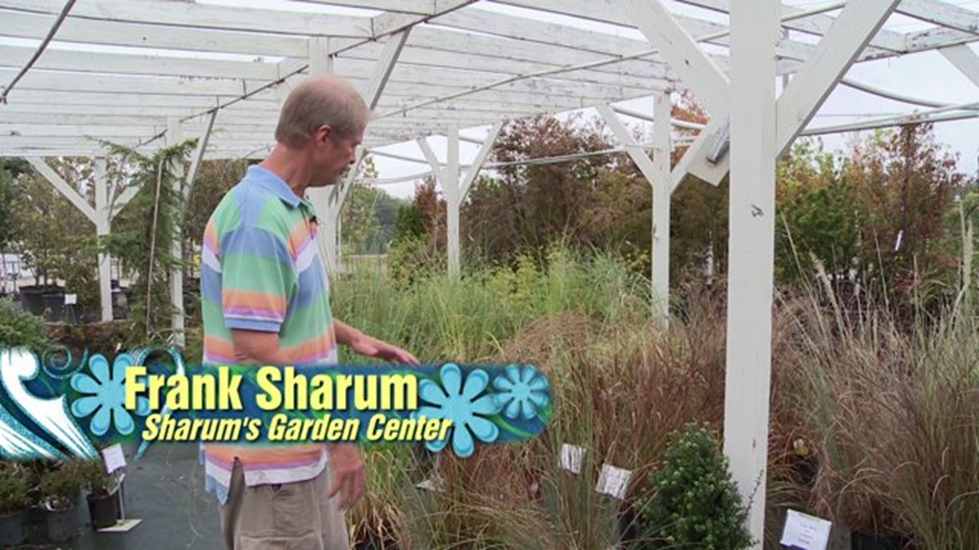 Sharum`s Garden Center: Grasses and Shrubs