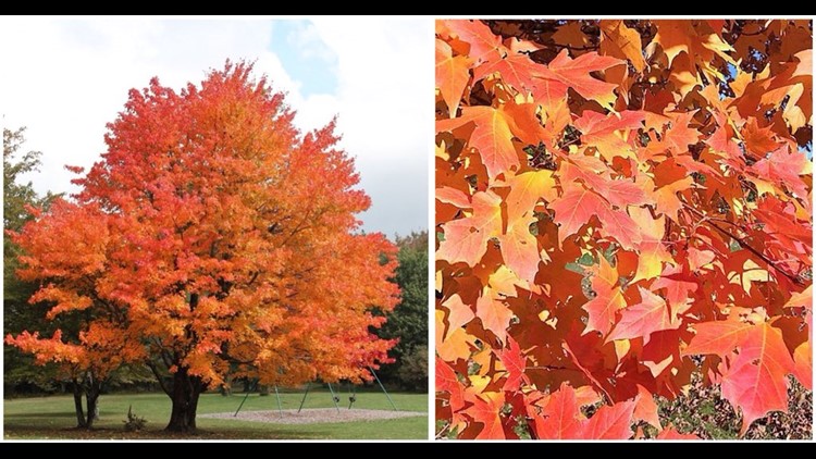 What colors can you expect the leaves to change to? | 5newsonline.com