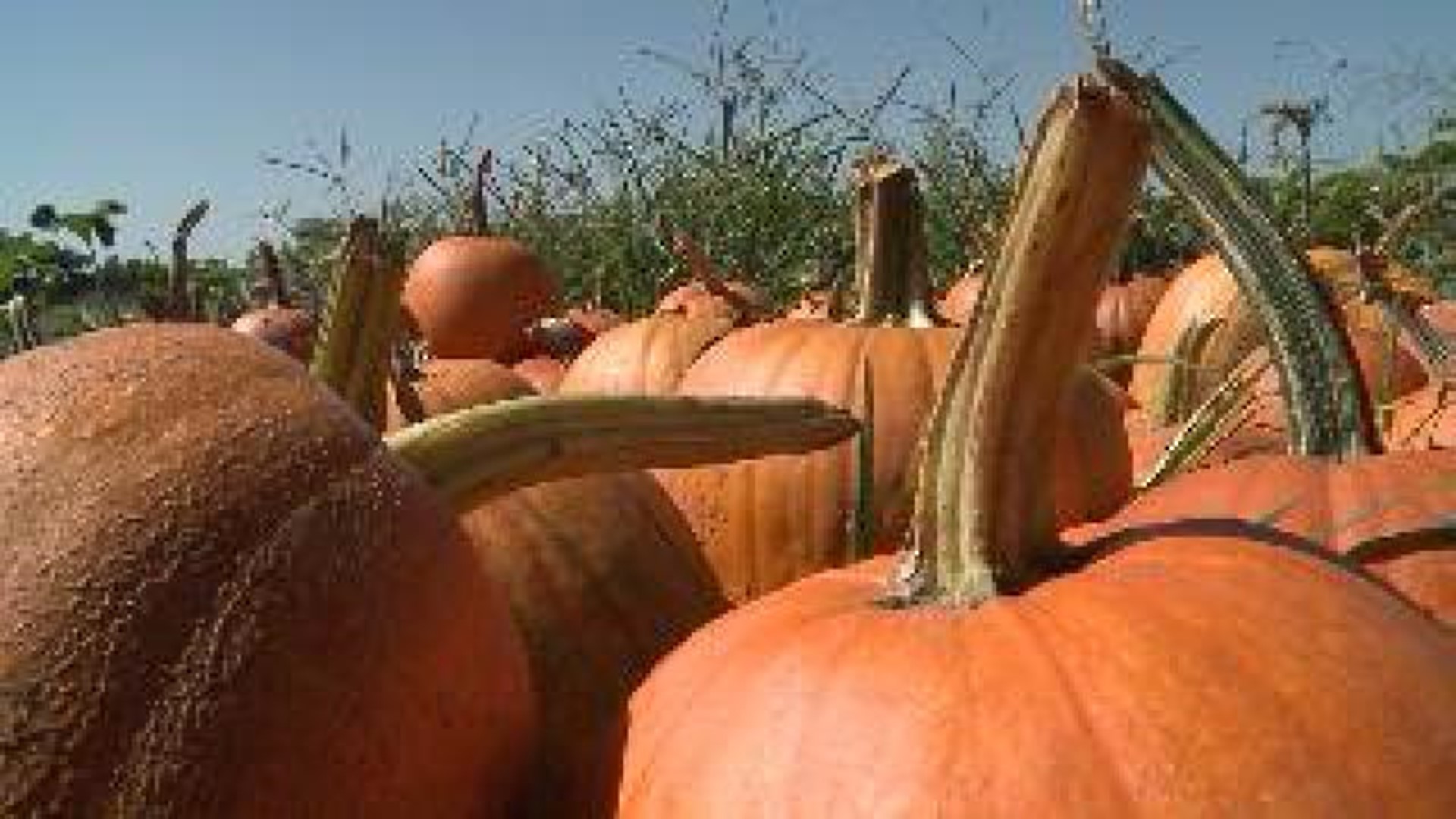 Local Farmers Struggle With Pumpkin Crop After Drought