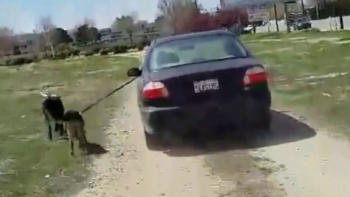 Video Shows Man Walking Dogs By Dragging Them Alongside Car ...