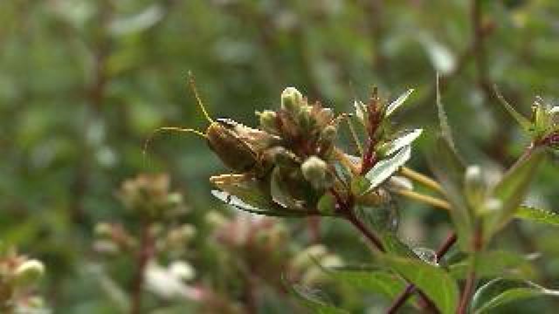 Grasshopper Infestation Hits Arkansas Hard