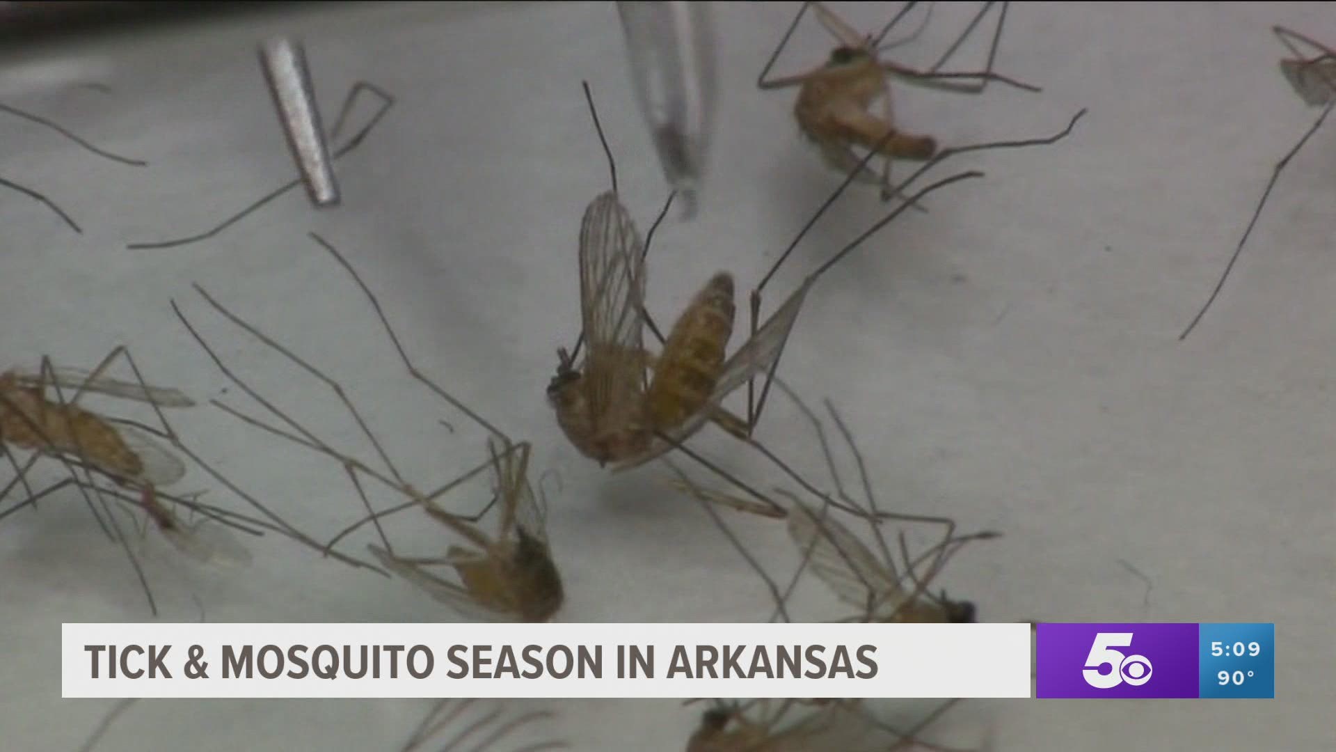 Arkansas has some of the highest rates in the nation for tick-borne diseases, and mosquitoes in Arkansas can carry West Nile Virus and other less common diseases.