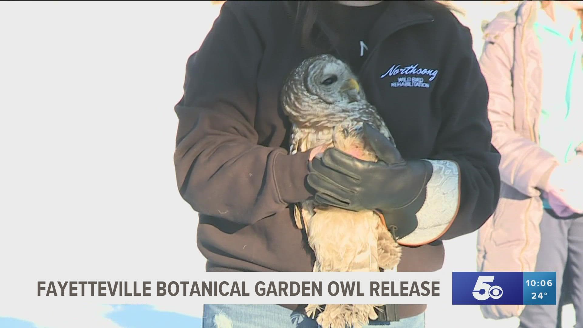 Northsong Wild Bird Rehabilitation released a barred owl in front of nearly one hundred people at the Botanic Garden of the Ozarks Saturday.