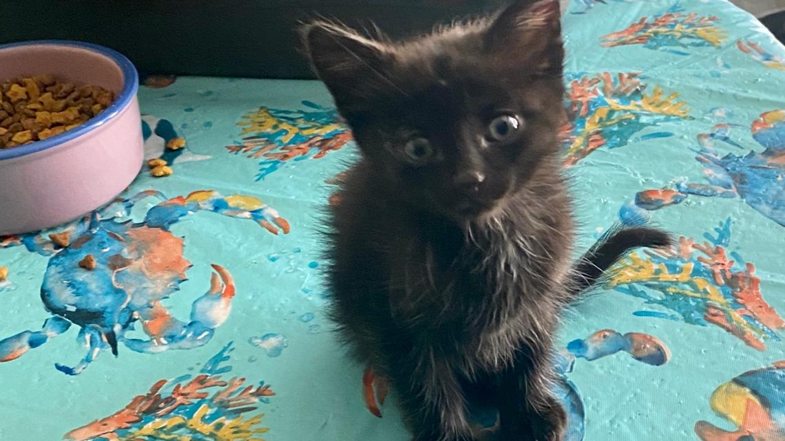 Kitten rescued after allegedly being thrown from vehicle | 5newsonline.com