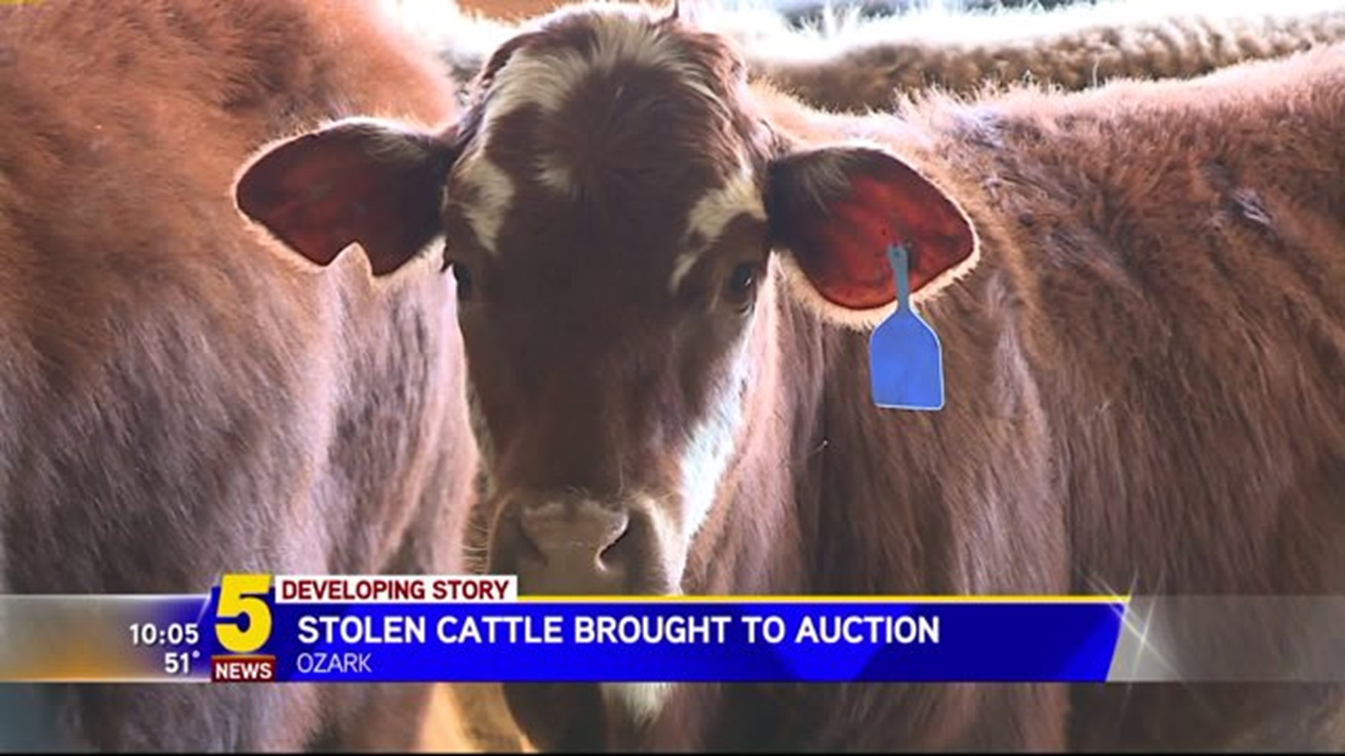 Cattle Stolen, Taken To Auction In Ozark