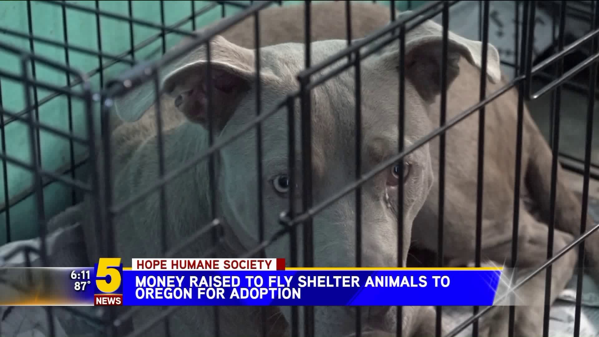 Money Raised To Fly Animals Out Of Hope Humane Society