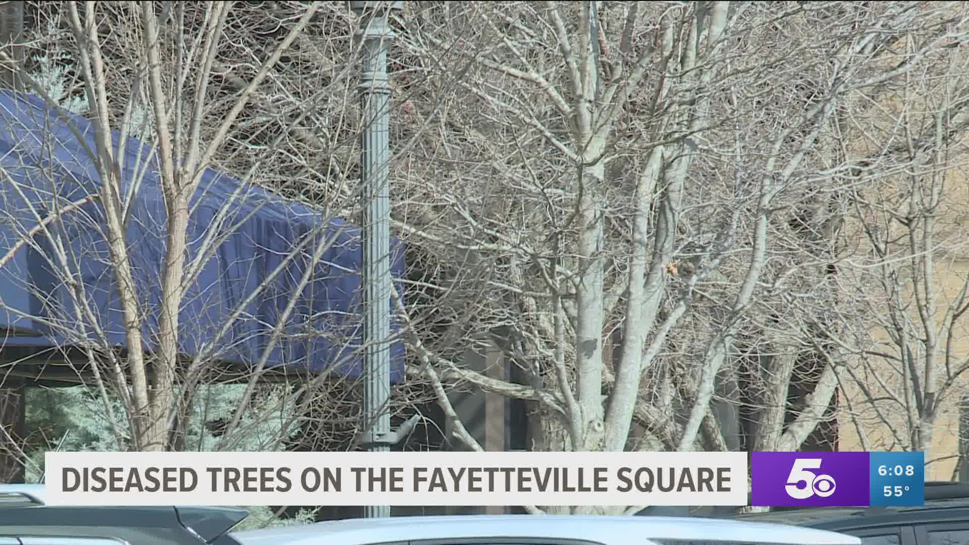 Seven trees that are either dead or dying will be removed from the Fayetteville Downtown Square.