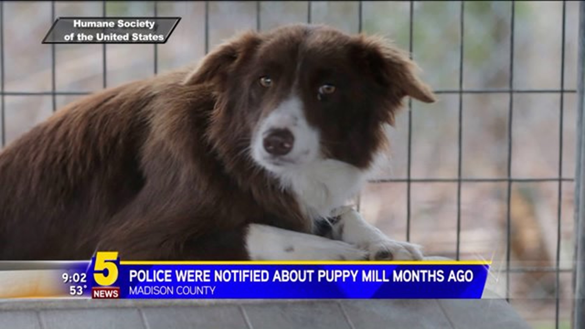 Police Were Notified About Puppy Mill