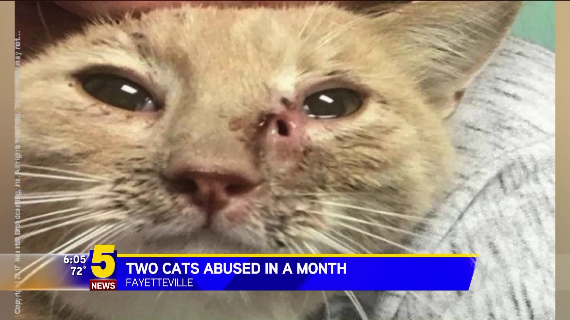 FAYETTEVILLE CAT ABUSE