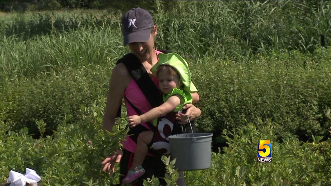 Families Pick Berries in Prairie Grove
