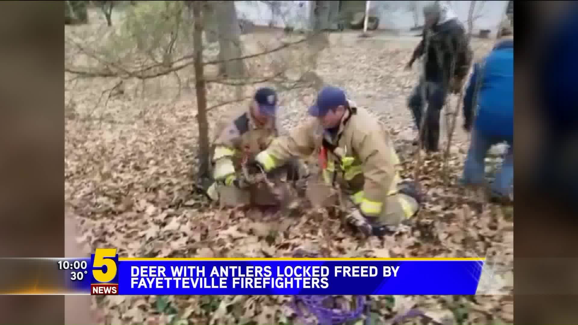 Deer With Antlers Locked Freed By Fayetteville Firefighters