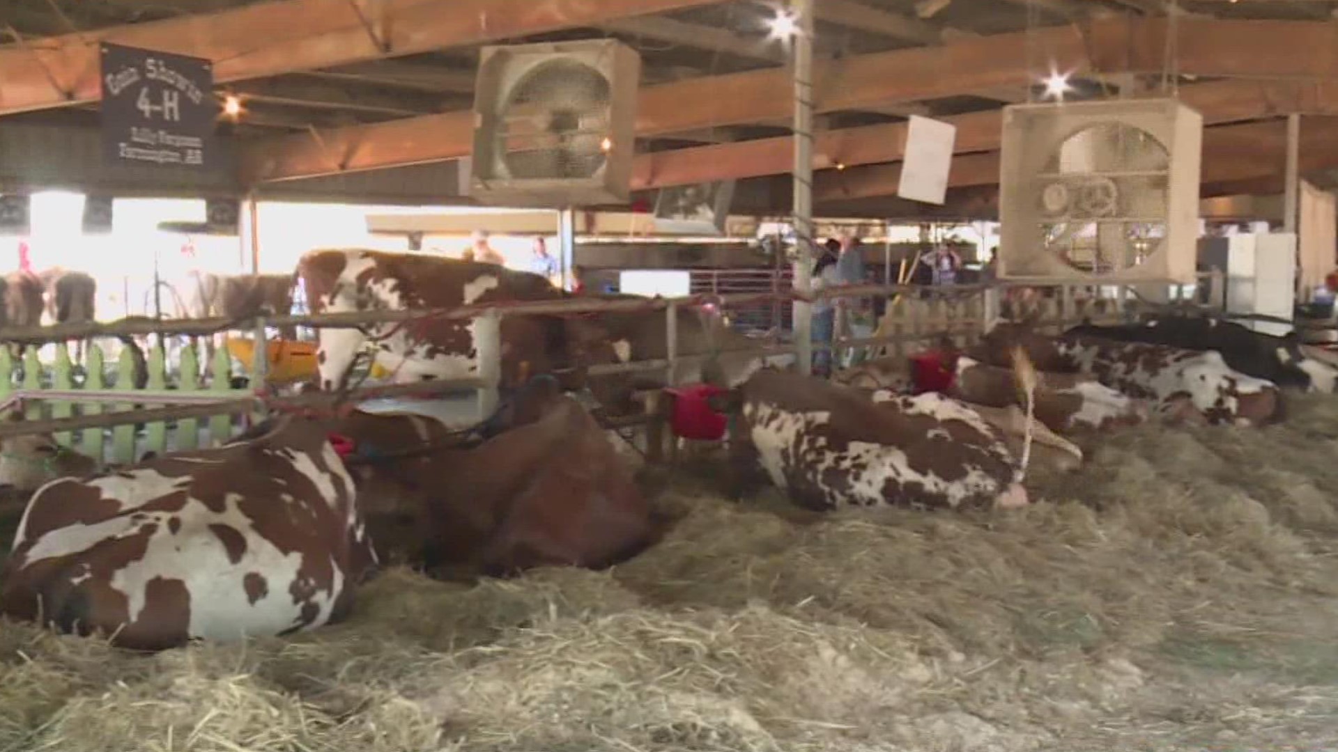 The Washington county fair is here! And many people have been preparing for the week for quite some time, especially kids competing in livestock competitions.