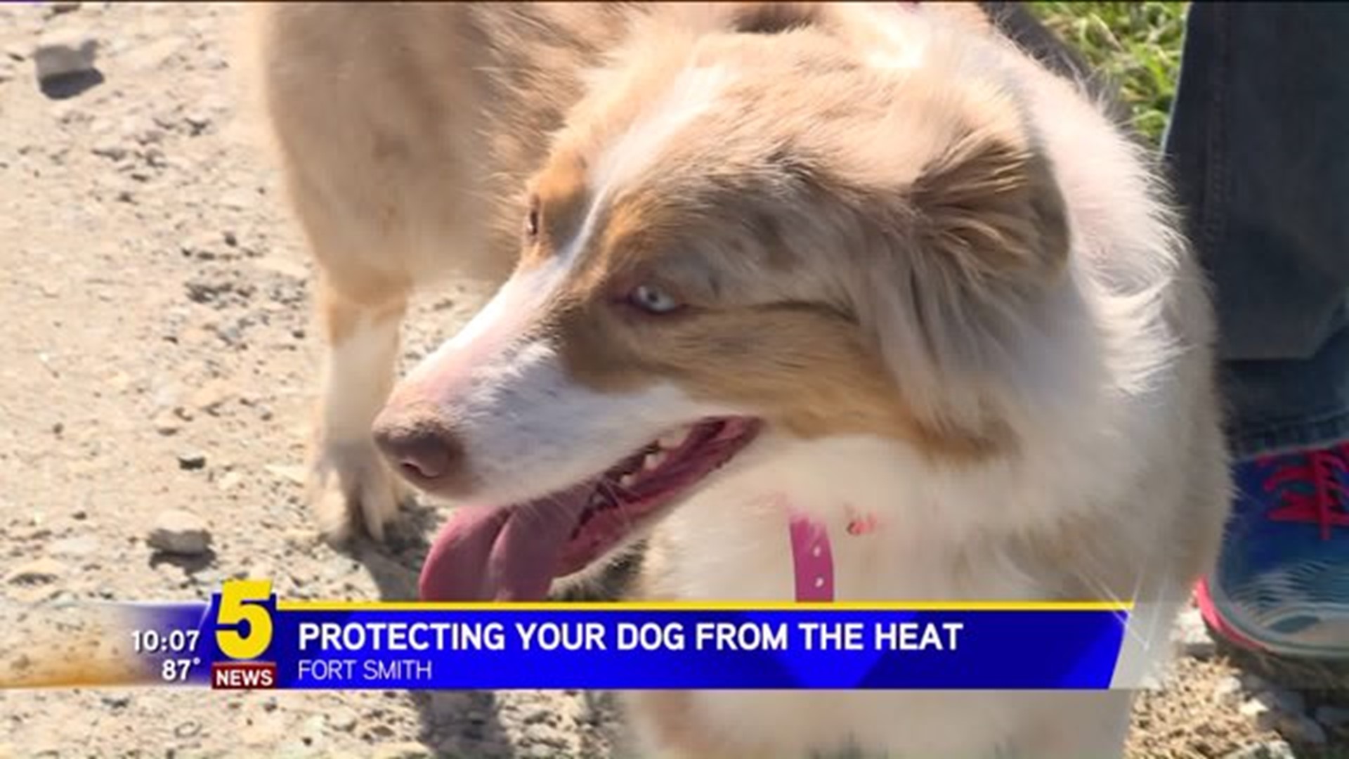 PROTECTING YOUR DOG FROM THE HEAT