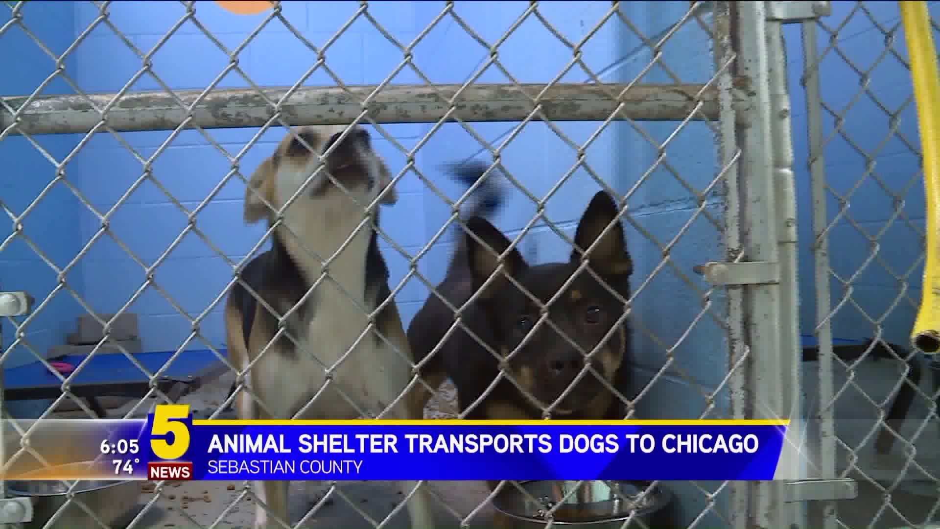 Animal Shelter Transports Dogs To Chicago