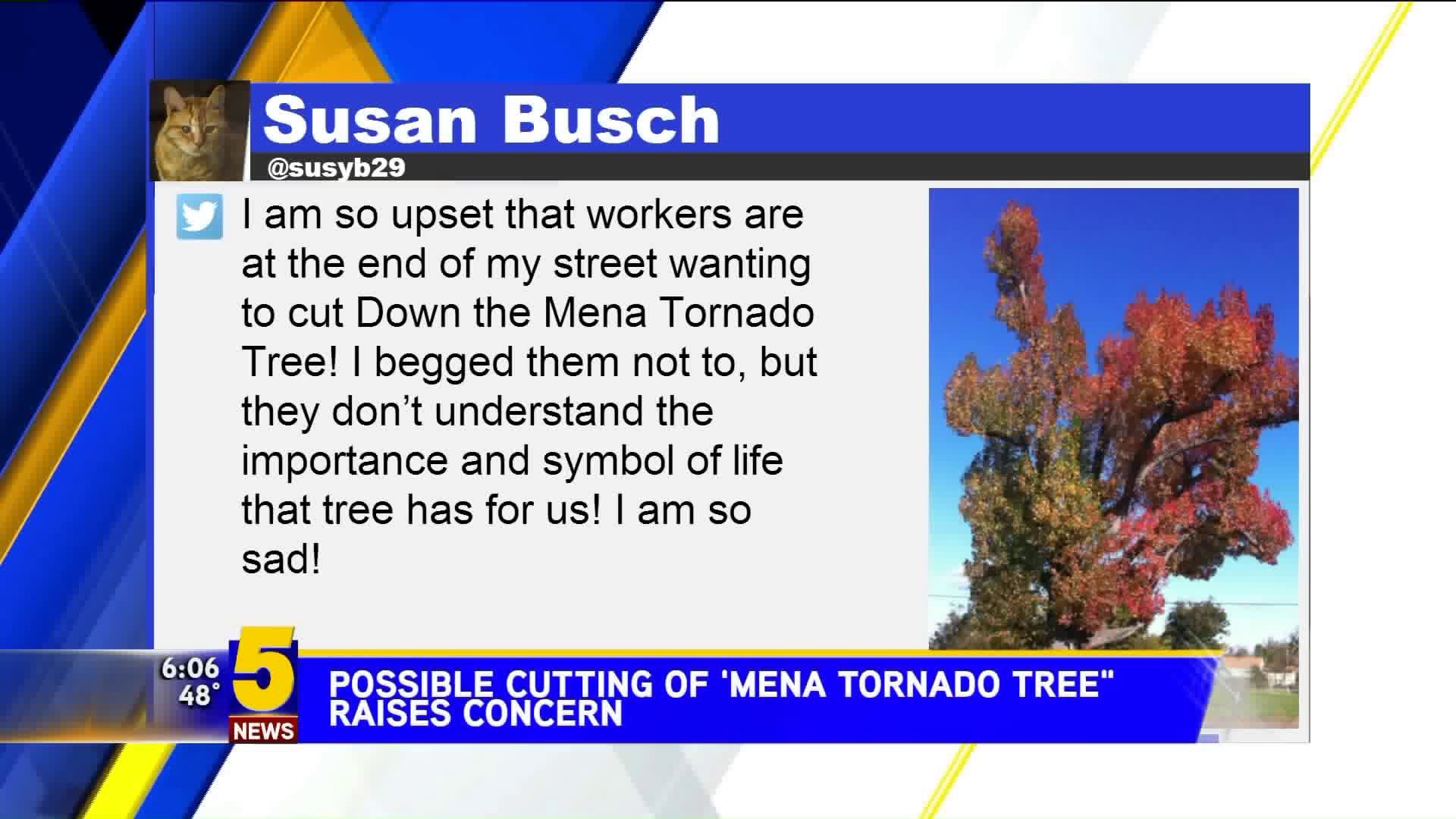 Possible Cutting Of "Mena Tornado Tree" Raises Concerns