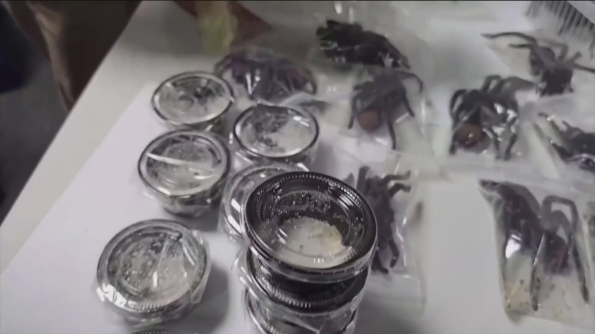 The man allegedly tried to smuggle tarantulas and other insects from Lima, Peru, to Korea.