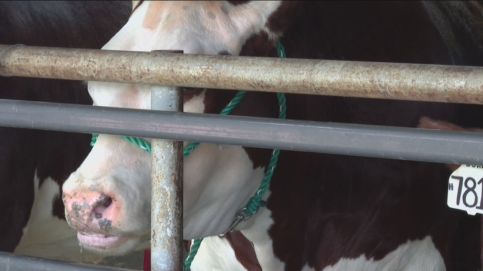 The fair is one of the largest county fairs in the state.