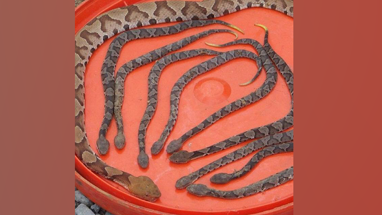 Beware Copperhead Snake Birthing Season Is September 5newsonline Com