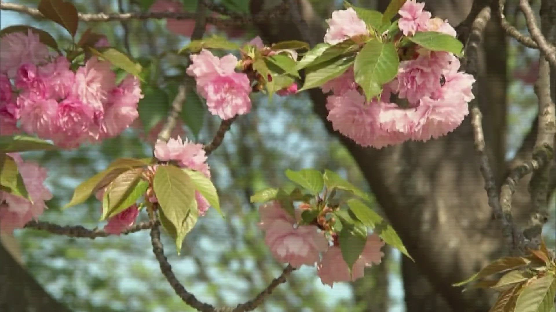 The increased pollen from trees are causing many people to experience allergic reactions to the natural state.