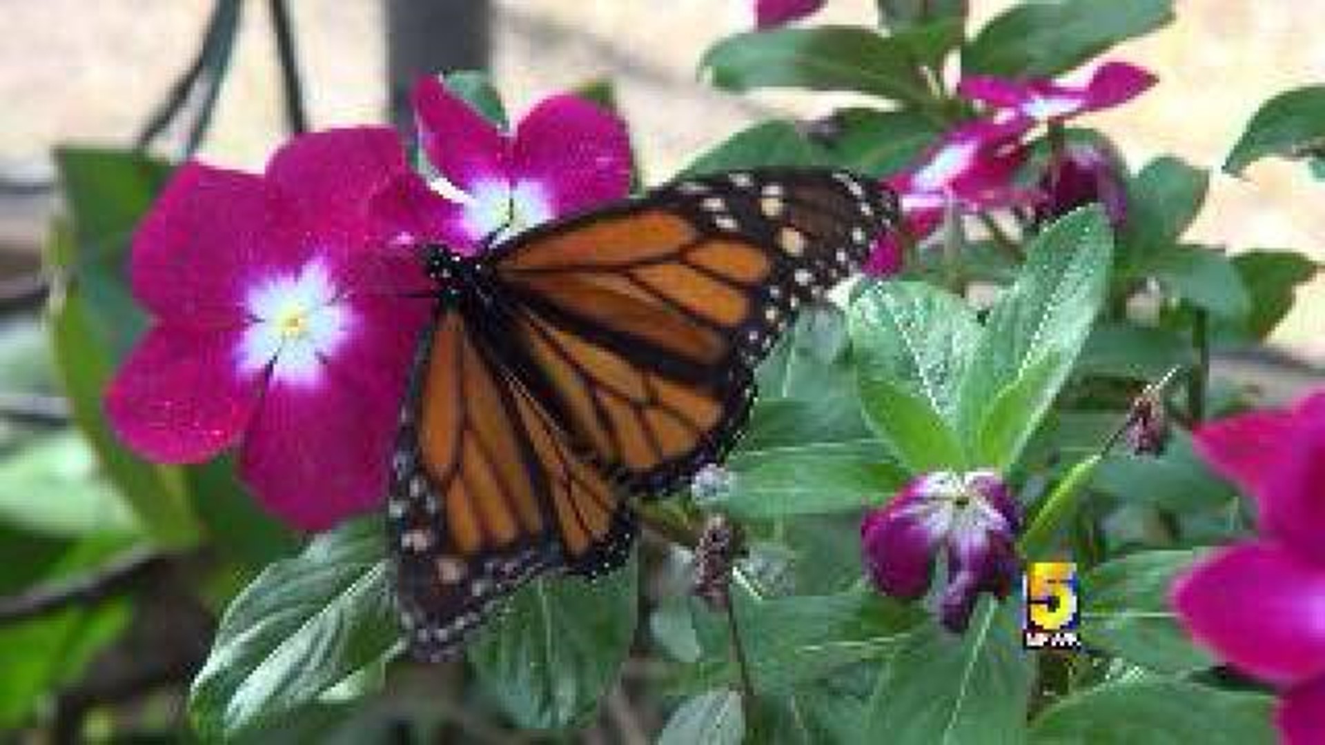 Mt. Magazine International Butterfly Festival