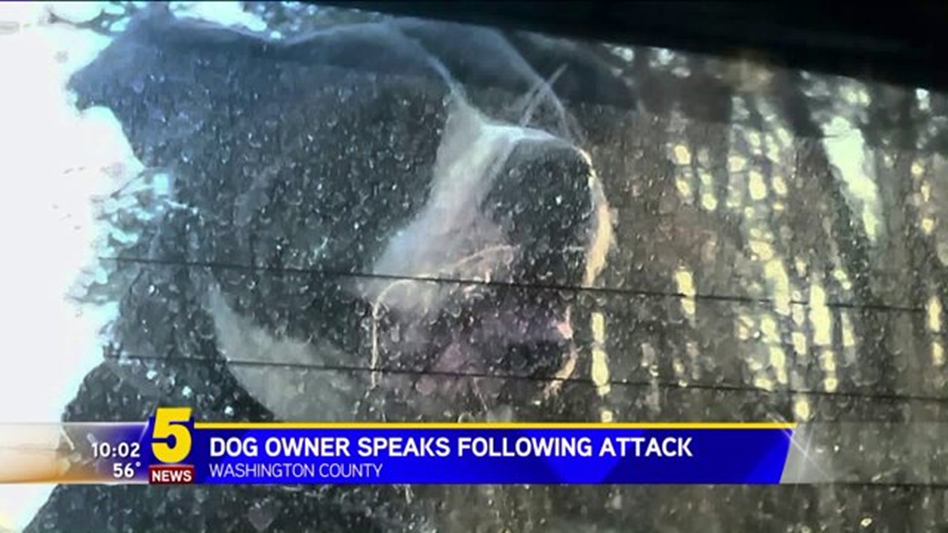 Dog Owner`s Side Of Attack Story