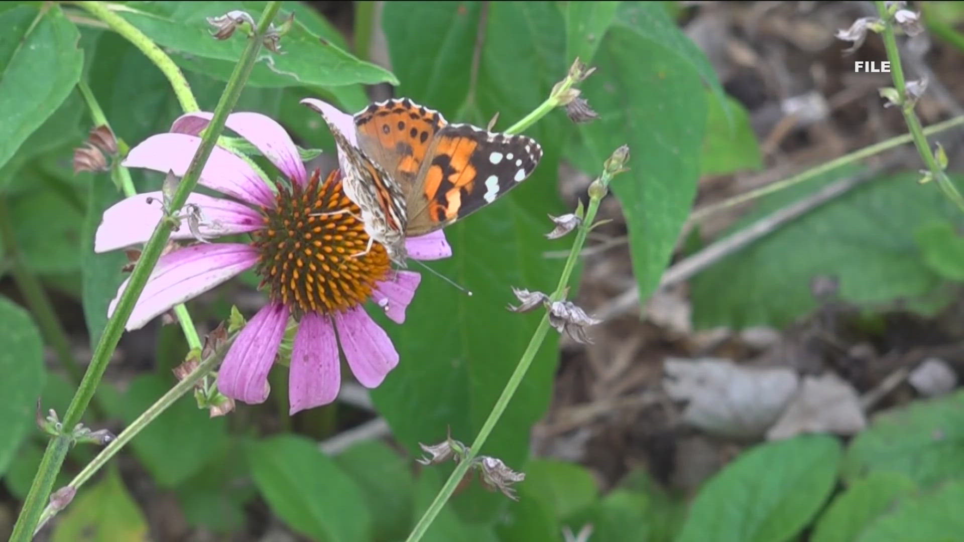 The Botanical Garden in Fayetteville will be hosting free events every Tuesday this summer. 