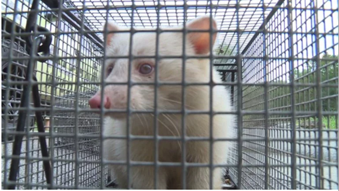 Rare Albino Raccoon Captured Near Memphis | 5newsonline.com