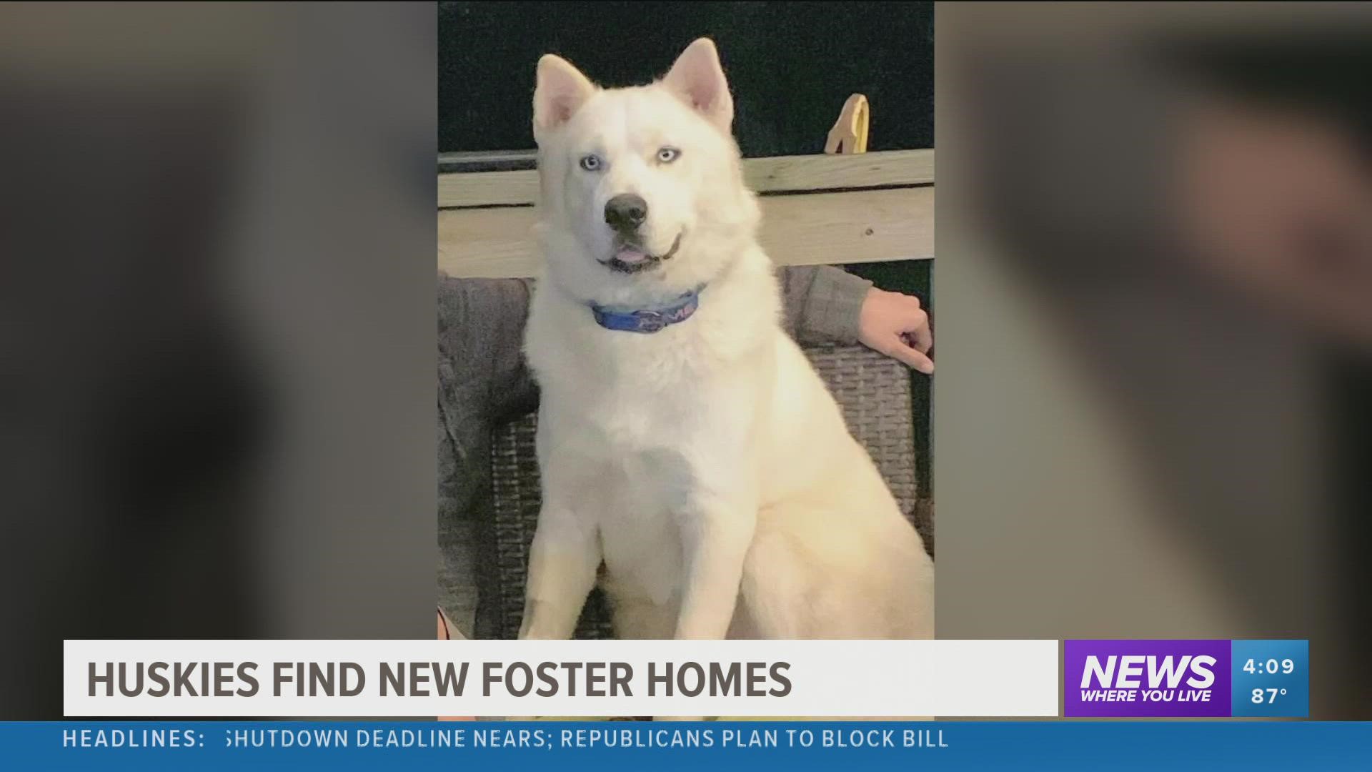 The huskies were taken from the owner, who was arrested for animal cruelty, and taken to new foster homes to recover.