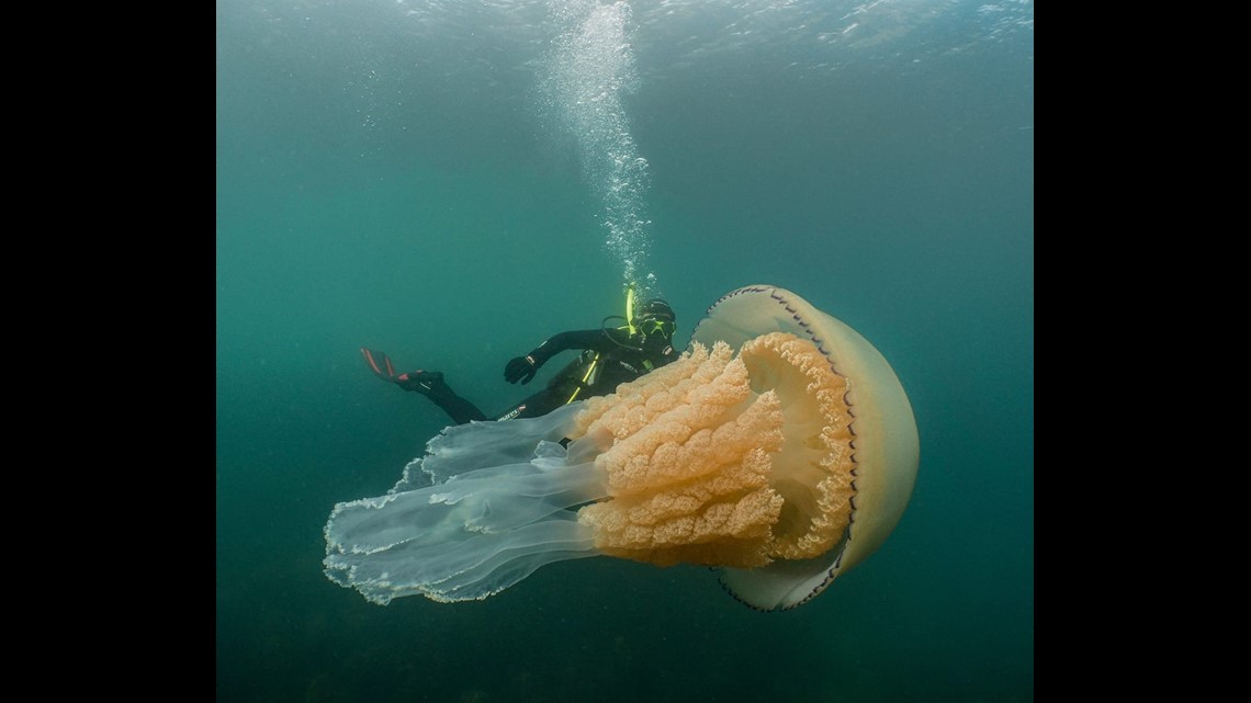 Giant Jellyfish The Size Of A Human Spotted By Divers Off English Coast ...