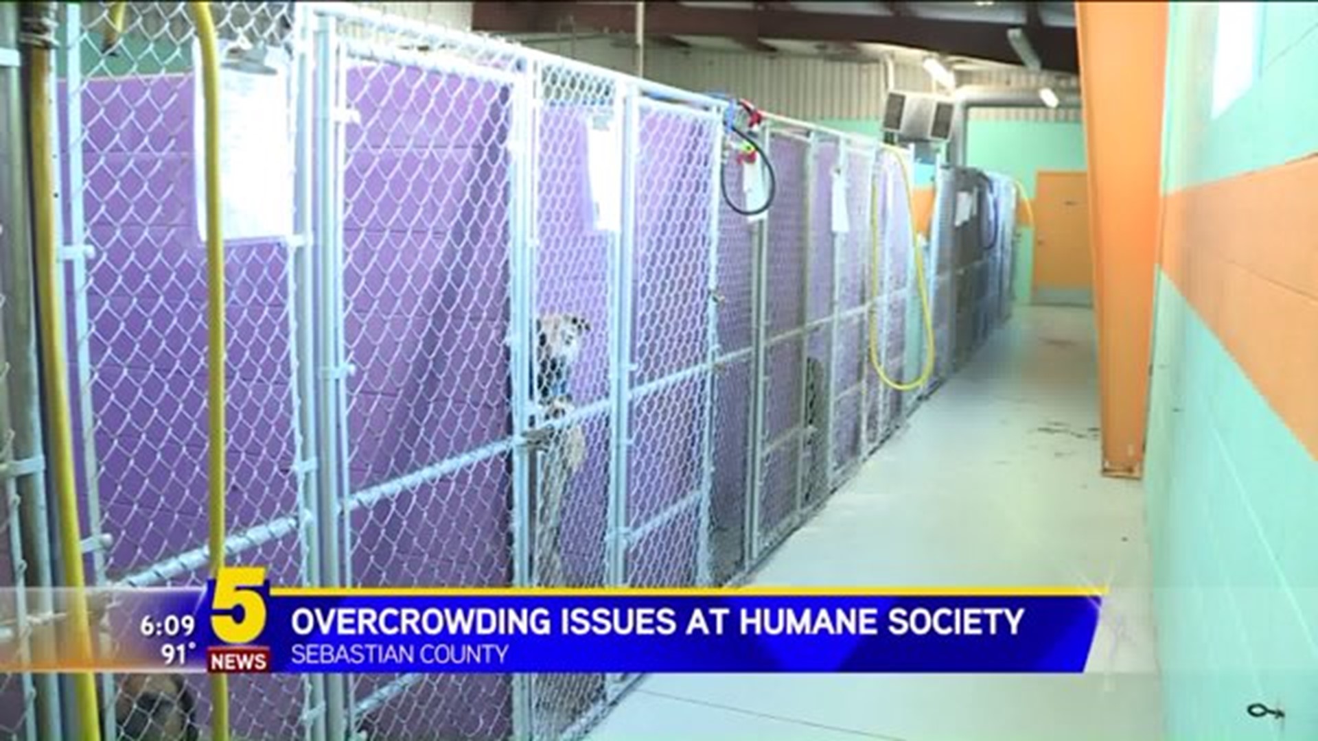 Overcrowding Issues At Humane Society