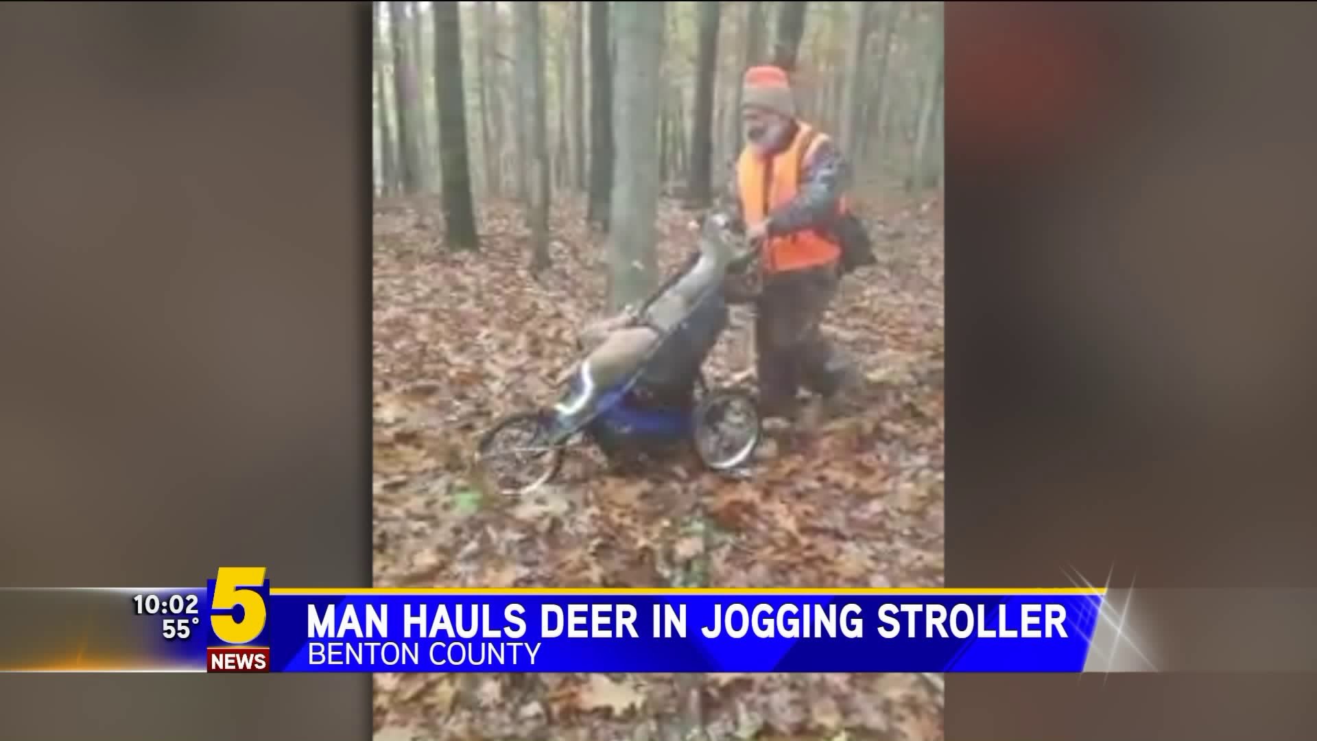 Man Hauls Deer In Jogging Stroller