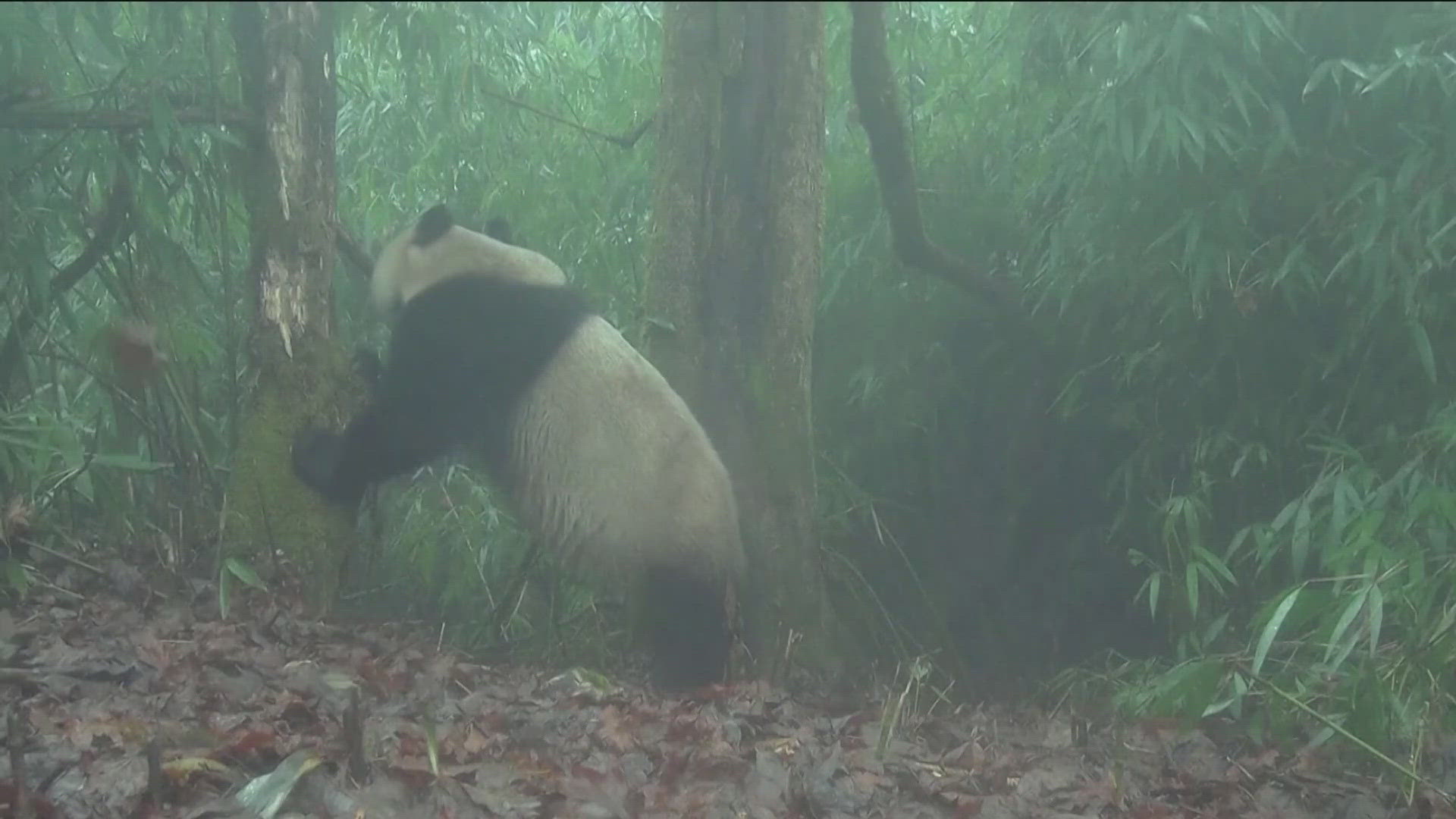 The number of wild bears is small. CBS's Ian Lee reports.